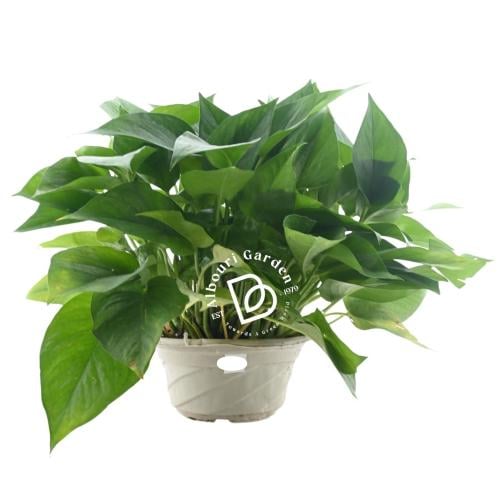 بوثوس الذهبي 'إيبيبرمنوم أوريوم'