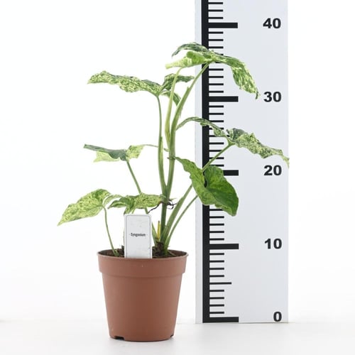 سينجونيم بودوفيلوم 'نبات رأس السهم'