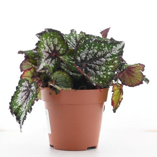 بيغونيا ريكس