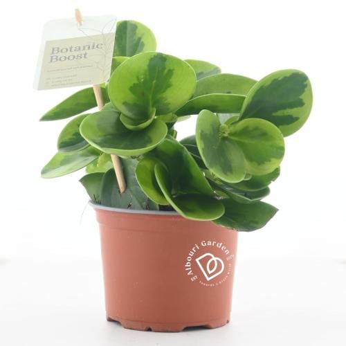 نبات المطاط الصغير 'بيبروميا أوبتسيفوليا'