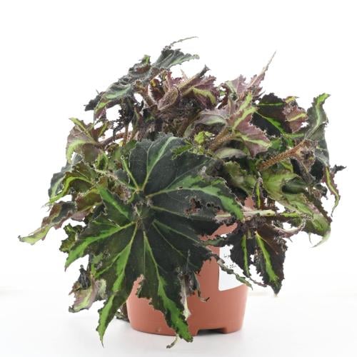 بيغونيا ريكس