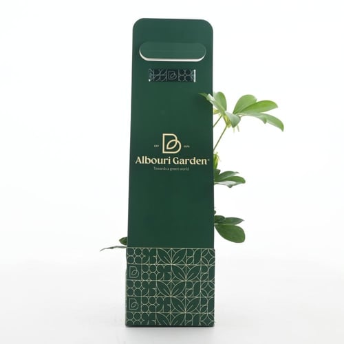 طقم هدايا جرين ديلوكس: نبات وصندوق هدايا مميز