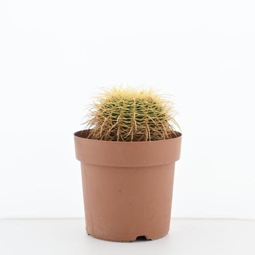 الصبار الذهبي البرميلي 'إشينوكاكتوس جروسوني'