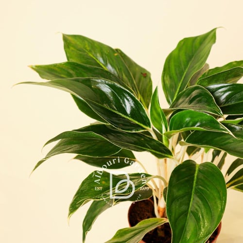 أجلونيما 'إديجي وايت'