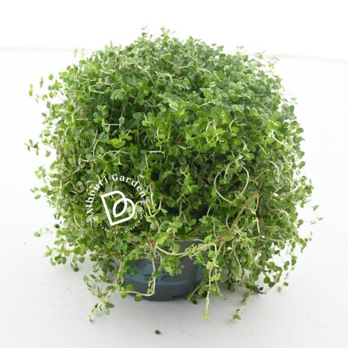 سوليروليا 'دموع الطفل'