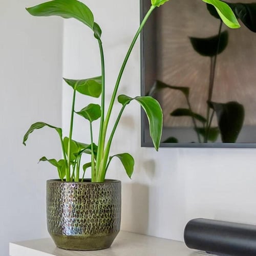 احواض دائريه أخضر من السيراميك (4 أحجام)