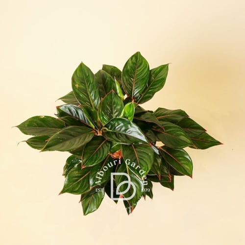 أجلونيما 'جنجال ريد'