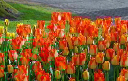 بصيلات بذور - توليب الحلم الأمريكي - ٧ بصيلات