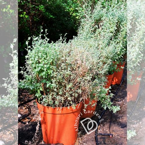 أتريبلكس 'شجيرة الملح'