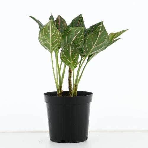 أجلونيما 'الوريد الأحمر'