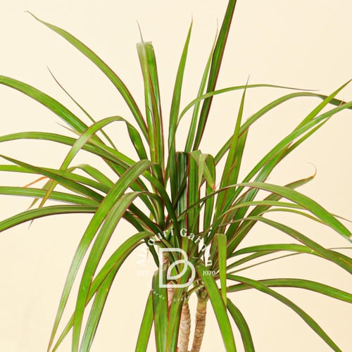 دراسينا مارغيناتا 'شجرة التنين'