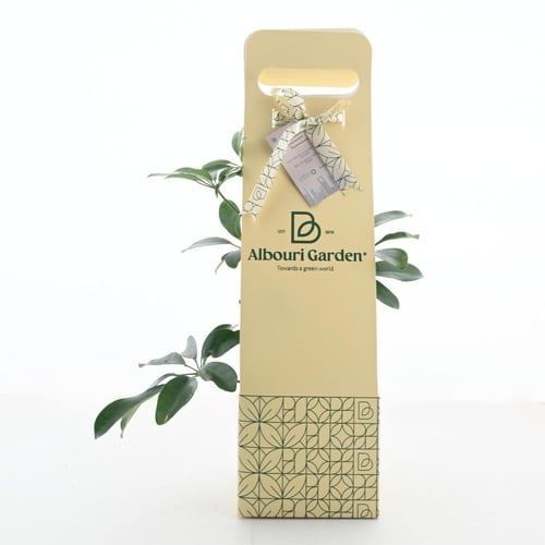 طقم هدايا جرين ديلوكس: نبات وصندوق هدايا مميز