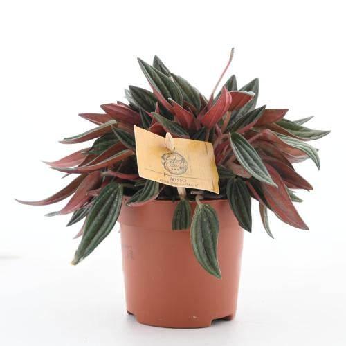 بيبیروميا كابيراتا 'بيبیروميا المتموجة'