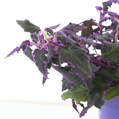 جينورا أورانتيكا 'نبتة المخمل'