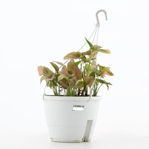 سينجونيم بودوفيلوم 'نبات رأس السهم'