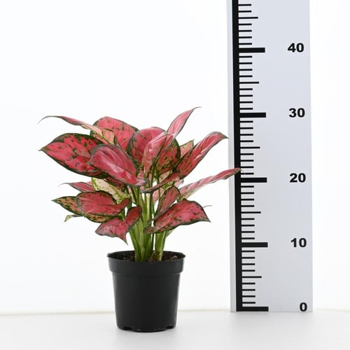 أجلونيما 'سوبر رد ستار'