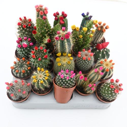 صبار صغير (أنواع مختلفة) - الارتفاع: ١٠-١١ سم - يُ...