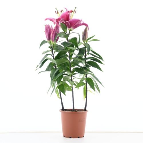 زنبق الليليوم