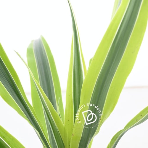 دراسينا فراجرانس 'ليمون لايم'