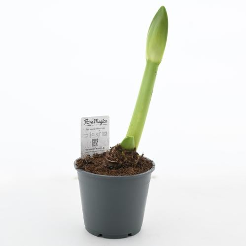 بصيلات الأمارلس