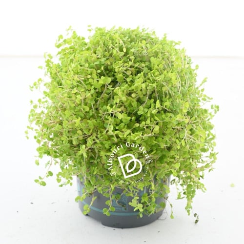 سوليروليا 'دموع الطفل'