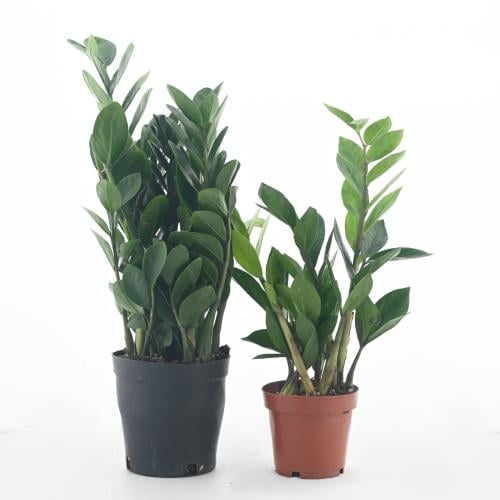 الزاميا 'زاميا فورفوراسيا'