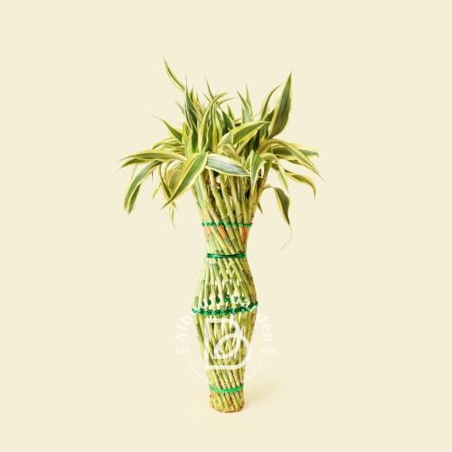 دراسينا ساندريانا 'الخيزران المحظوظ'