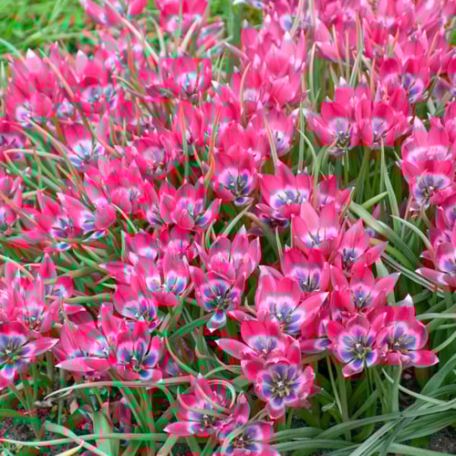 بصيلات بذور - توليب ليتل بيوتي - ١٠ بصيلات