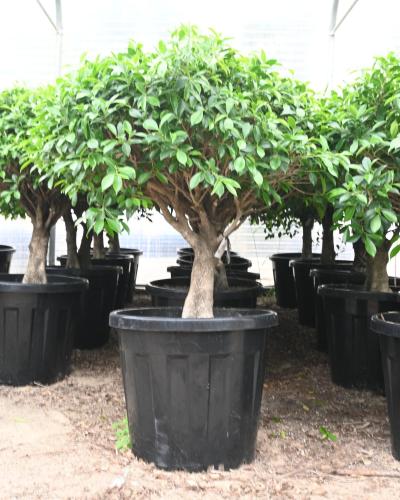 فيكس بنجامينا 'تين البكّاء'