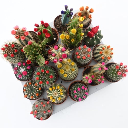 صبار صغير (أنواع مختلفة) - الارتفاع: ١٠-١١ سم - يُ...