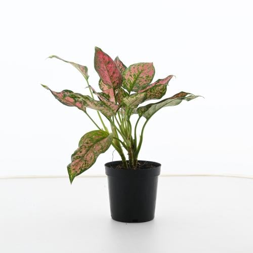 أجلونيما 'يوري الأحمر'