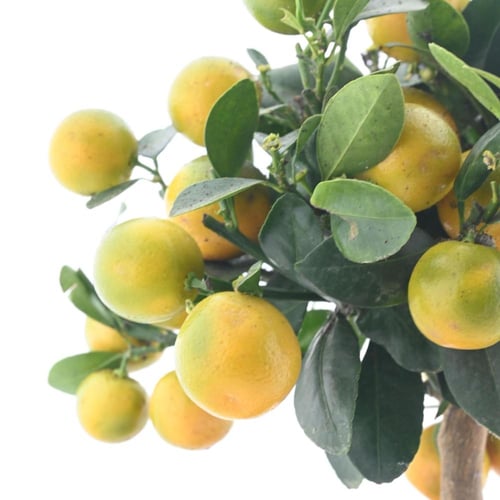 سيتروس ميتيس 'كالاموندين'