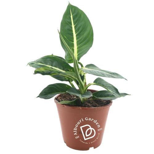 دفنباخيا سيجويني 'جرين ماجيك'