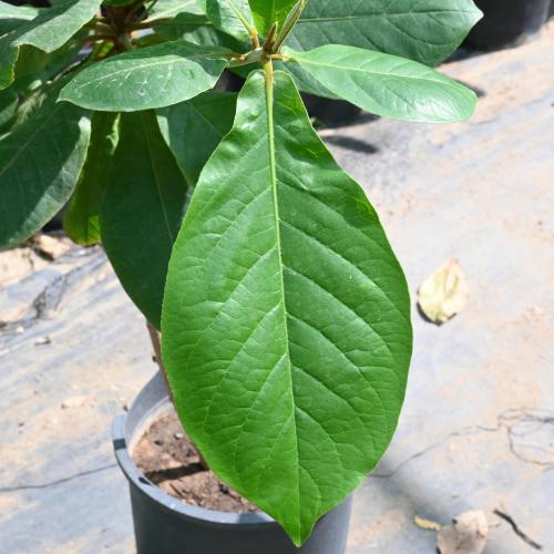 لوز استوائي 'تيرميناليا كاتابا'