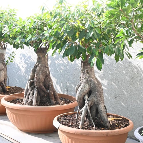 فيكس ميكروكاربا 'الجينسنغ'