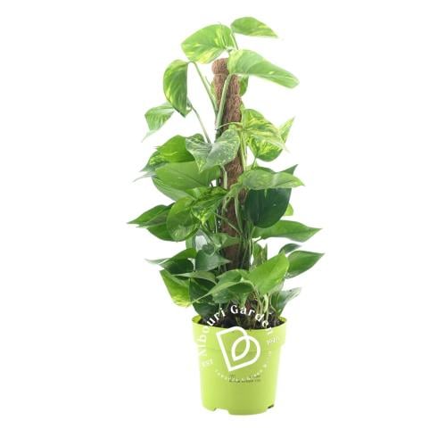 بوثوس الذهبي 'إيبيبرمنوم أوريوم'