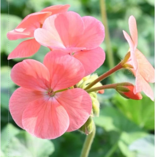 طقم هدايا جرين ديلوكس: نبات وصندوق هدايا مميز