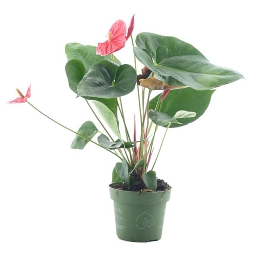 الأنثوريوم 'زهرة الانتوريوم الأحمر القزمي'