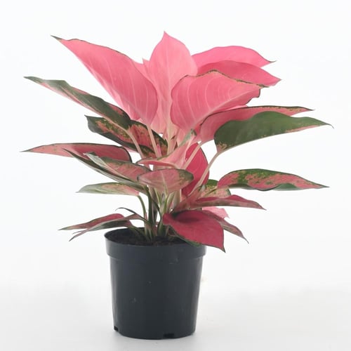 أجلونيما 'سوبر ريد'