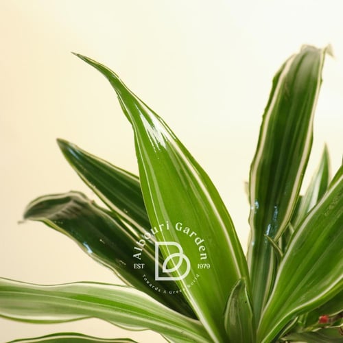 دراسينا فريجرانس 'وارنيكي أو 'الشريط الأبيض