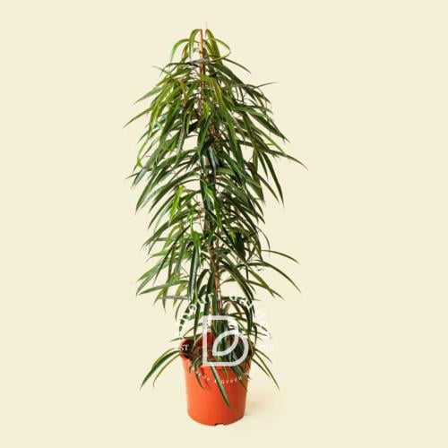 موزة ورقية 'فيكس ماكليلاندي آلي'