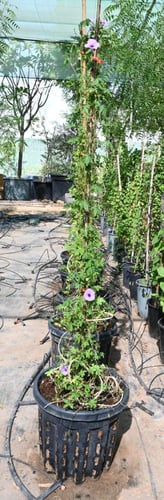 إيبومويا كايريكا 'ست الحسن'