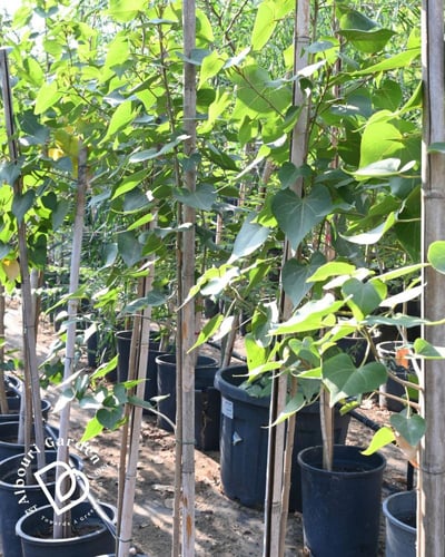 شجرة البورشيا 'تسبيسيا بوبولنيا'