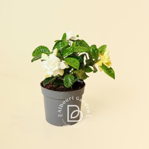 غاردينيا ياسمينويدس 'ياسمين الرأس'