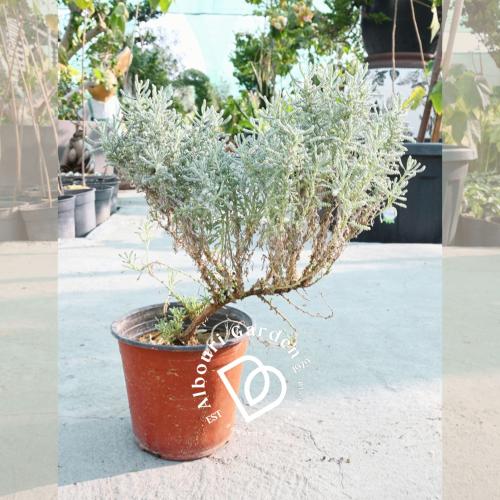 نالشيح 'اللافندر القطني'