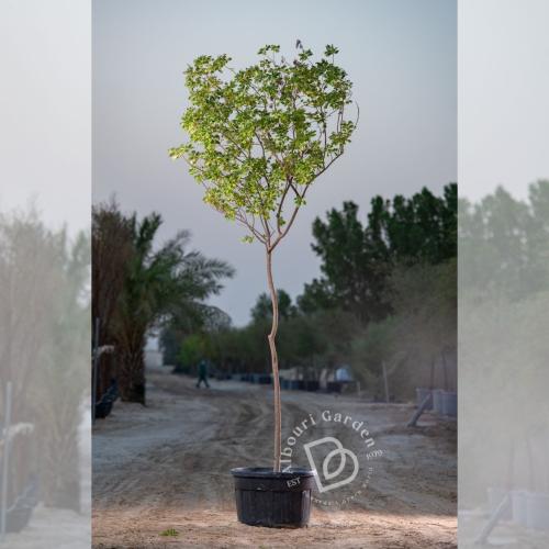 أكاسيا غلوكا