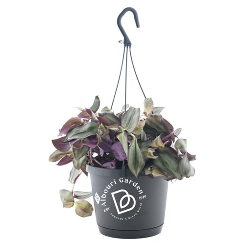 ترادسكانتيا كاليزيا ريبينس 'السيدة الوردية'