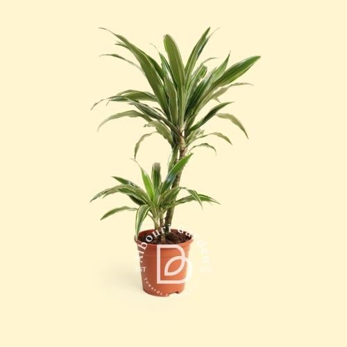 دراسينا فريجرانس 'وارنيكي أو 'الشريط الأبيض