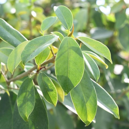 فيكس ميكروكاربا 'الجينسنغ'