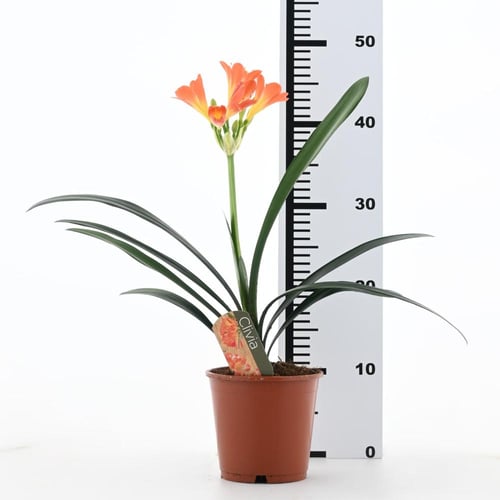 كلفيا مينيّاتا 'زنبق الأدغال'